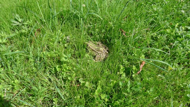 Лягушка на траве