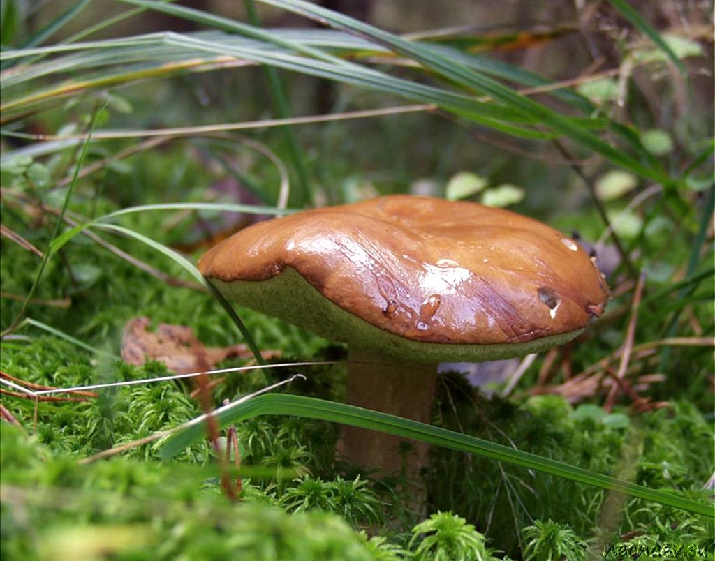 Фото польского гриба